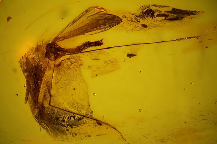 Detailed, Long-Legged Fossil Cranefly (Limoniidae) In Baltic Amber #135031